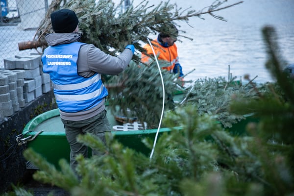 Laichbäume versenken Januar 2022. (Foto CC)