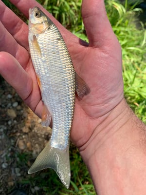 Jungfischer-Schnuppernachmittag 2022. Ein kleiner Alet konnte dem angebotenen Mais nicht widerstehen. (Foto PC)