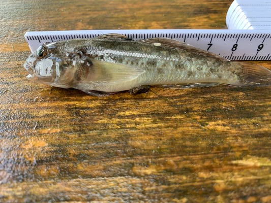 Schwarzmeergrundel. Jungfischer-Anlass 24.9.2022. (Foto PC)