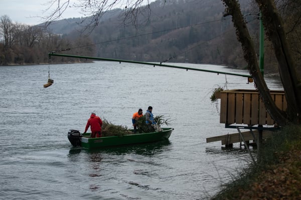 Laichbäume versenken Januar 2022. (Foto CC)