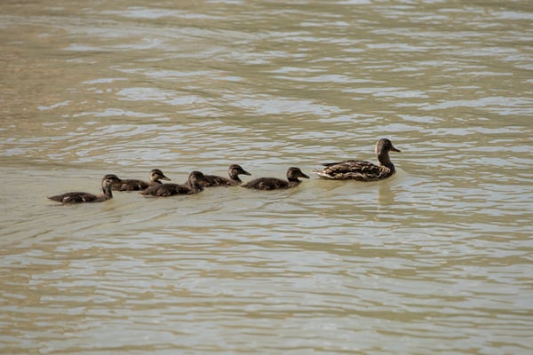 Jungfischer-Schnuppernachmittag der Fischerzunft Laufenburg, 26. Juni 2021. (Foto CC)