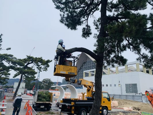 建物リニューアルによる伐採