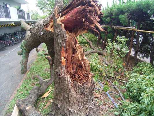 台風などの倒木処置