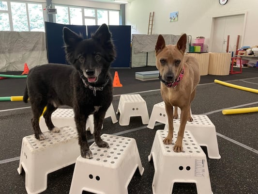 Foto ©️Nerina Sindelar