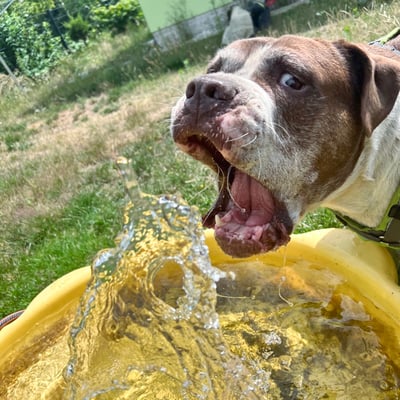Foto Claudi Scheiblich