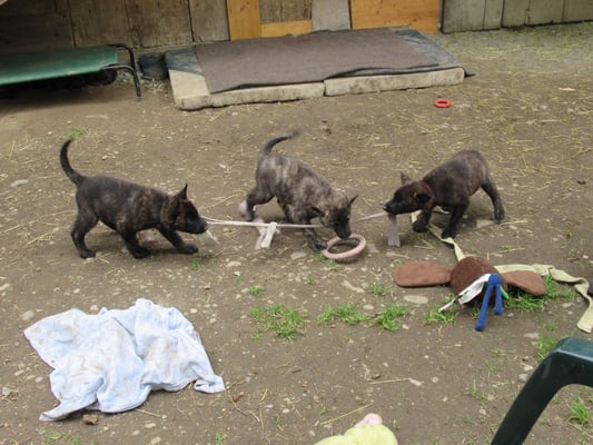 Foto: Angela Müller Stella fortuna