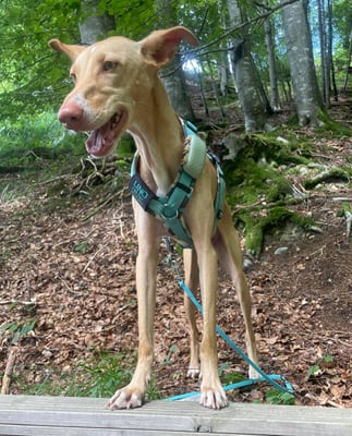 Foto ©️Nerina Sindelar