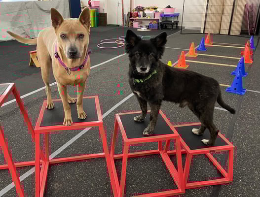 Foto ©️Nerina Sindelar