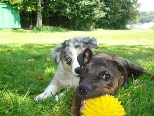 Foto: Tanja Sägesser, Pfotenservice