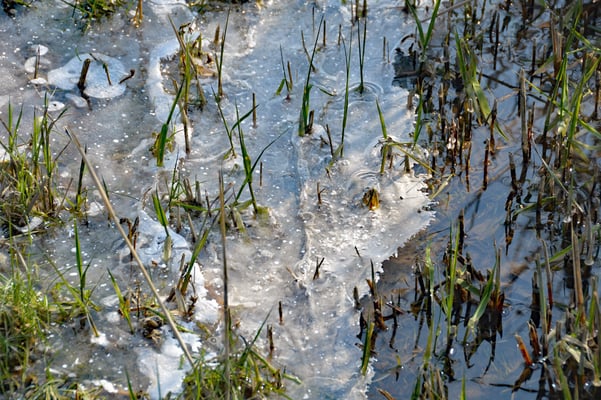 5312 / Woche 12 / Bei Buchs ZH aufgenommen