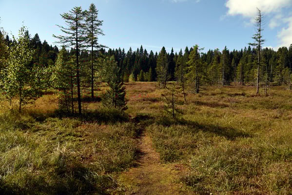 Nr. 308 / 2019 / Etang de la Gruère / 6016 x 4000 / JPG Datei