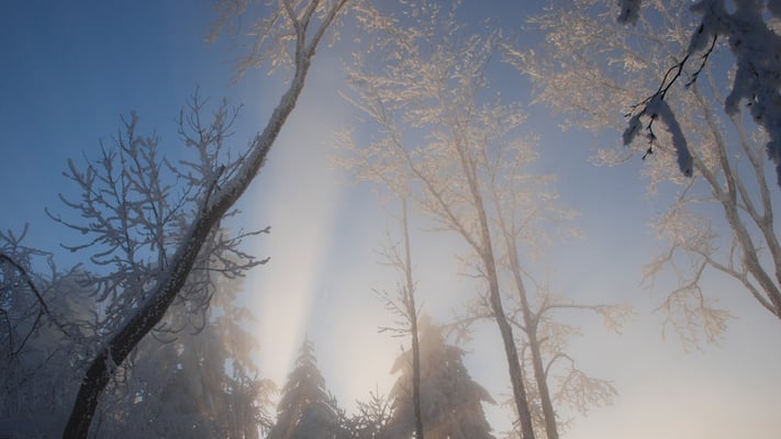 Nr. 306 / 11.01.09 / Albis Felsenegg Wald / 3872 x 2592 / JPG-Datei / NEF File