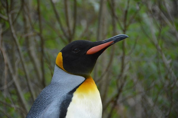 Nr. 6020 / 26.12.2012 / Zoo Zürich / 6000 x 4000 / JPG-Datei 