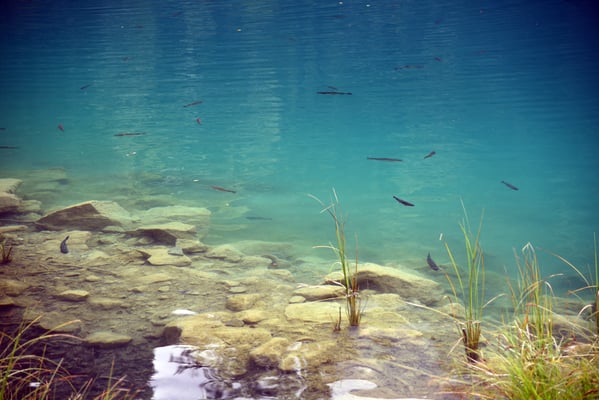 Nr. 323 / 2016 / Blausee / 6016 x 4016 / JPG-Datei