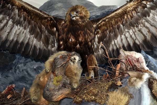 Nr. 435 / 2017 / Säntis 4016 x 6016 / JPG-Datei