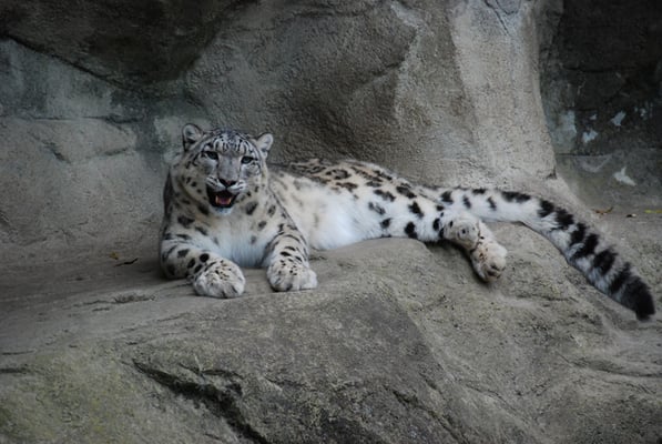 Nr. 6034 / 05.11.2011 / Zoo Zürich / 3872 x 2592 / JPG-Datei 