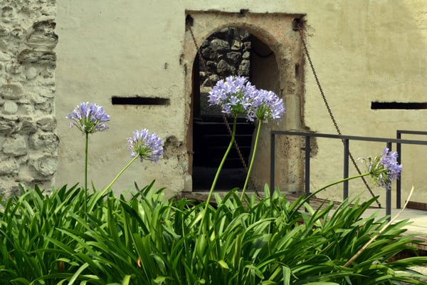 Nr. 2564 / 09.08.2014 / Schloss Hallwyl, Seengen / 6000 x 4000 / JPG-Datei