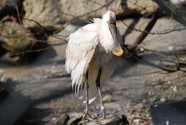 Nr. 6033 / 27.02.2012 / Zoo Zürich / 3872 x 2592 / JPG-Datei 