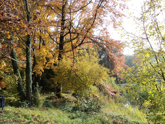 Nr. 271 / 30.10.2011 / Halbinsel Au, Wädenswil, Ausee, Blick Richtung Süden - Ost / 4000 x 3000 / JPG Datei