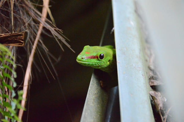 Nr. 6026 / 04.08.2012 / Zoo Zürich / 6000 x 4000 / JPG-Datei 