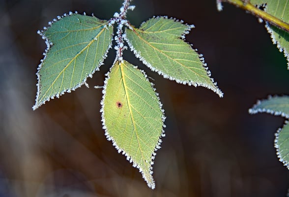 5201 / Woche 1 / Raureifen an Brombeerblatt, Winterthur