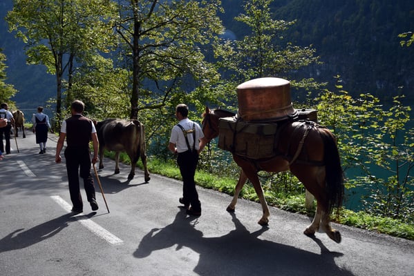 Nr. 240 / 2017 / Klöntalersee, Alpabzug 6016 x 4000 / JPG-Datei