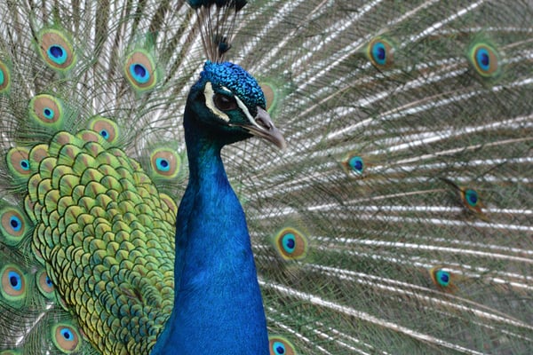 Nr. 6006 / 01.05.2014 / Zoo Zürich / 6000 x 4000 / JPG-Datei 