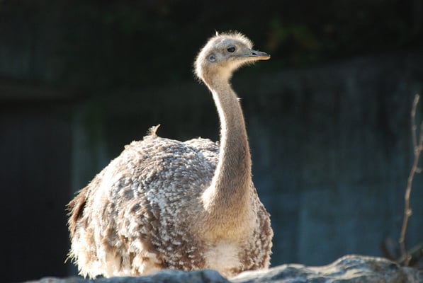 Nr. 6036 / 01.10.2011 / Zoo Zürich / 3872 x 2592 / JPG-Datei 