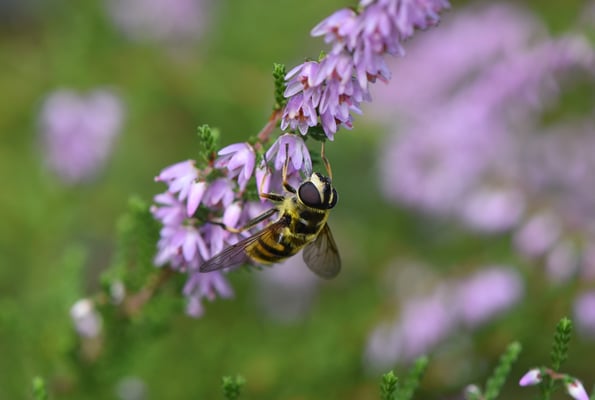2020, Woche 34, Schwebfliege, Botanischer Garten Zürich