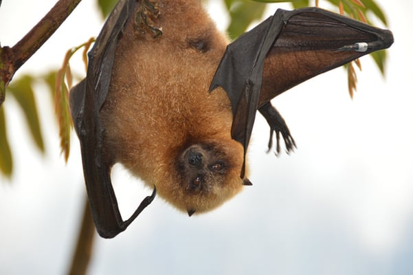 Nr. 6015 / 26.04.2013 / Zoo Zürich / 6000 x 4000 / JPG-Datei 