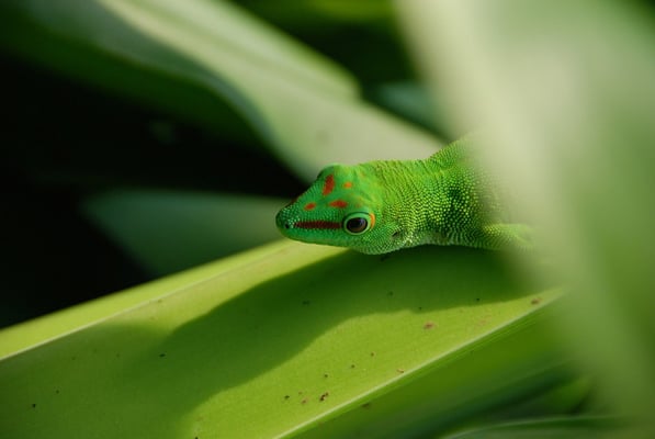Nr. 6028 / 27.02.2012 / Zoo Zürich / 3872 x 2592 / JPG-Datei 