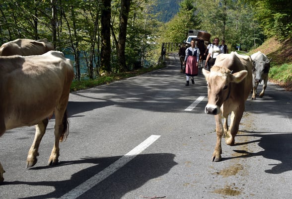 Nr. 238 / 2017 / Klöntalersee, Alpabzug 6016 x 4000 / JPG-Datei