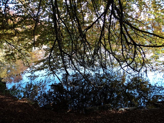 Nr. 264 / 30.10.2011 / Halbinsel Au, Wädenswil, Ausee, Blick Richtung Süden - West / 4000 x 3000 / JPG Datei