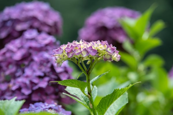 Woche 28, Hortensien