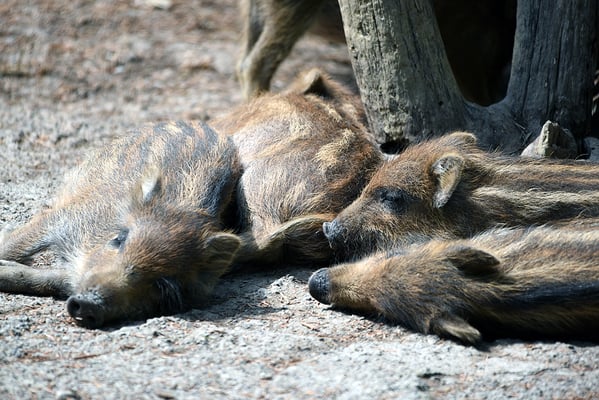 Nr. 6316 / 2015 / Tierpark Langenberg / 6016 x 4016 / JPG-Datei 