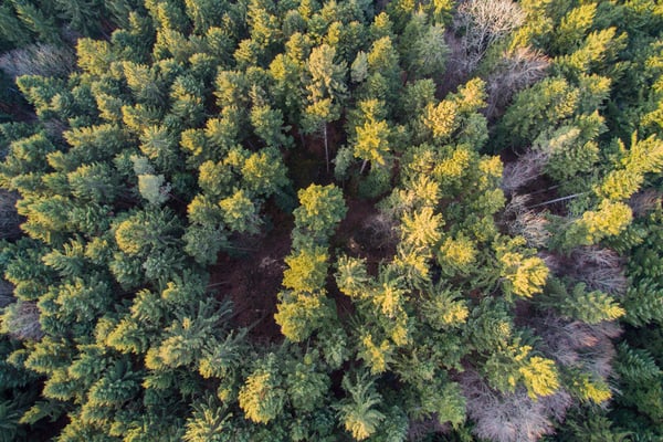 5313 / Woche 13 / Luftaufnahme, Wald bei Winterthur