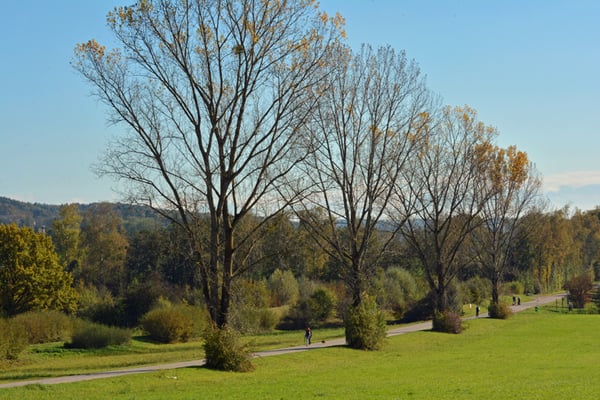 5044 / Woche 44 / Winkel, Brüggliwis / 6000 x 4000 / JPG-Datei 