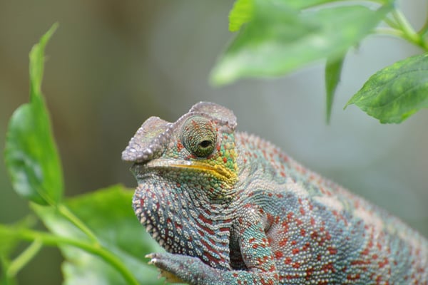 Nr. 6001 / 01.05.2014 / Zoo Zürich / 6000 x 4000 / JPG-Datei 