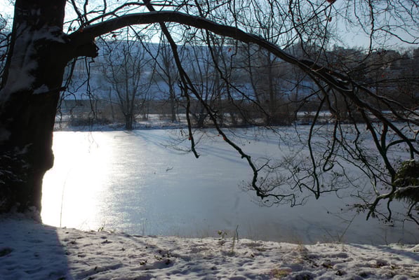 Nr. 270 / 26.12.2010 / Halbinsel Au, Wädenswil, Ausee, Blick Richtung Süden / 3872 x 2592 / JPG Datei