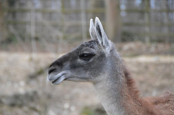 Nr. 6025 / 26.12.2012 / Zoo Zürich / 6000 x 4000 / JPG-Datei 
