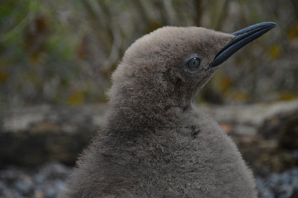 Nr. 6021 / 26.12.2012 / Zoo Zürich / 6000 x 4000 / JPG-Datei 