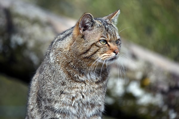 Nr. 6218 / 2016 / Tierpark Arth-Goldau / 6016 x 4016 / JPG-Datei 