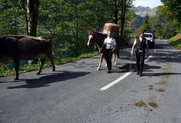 Nr. 239 / 2017 / Klöntalersee, Alpabzug 6016 x 4000 / JPG-Datei