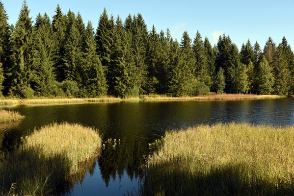 Nr. 300 / 2019 / Etang de la Gruère / 6016 x 4000 / JPG Datei