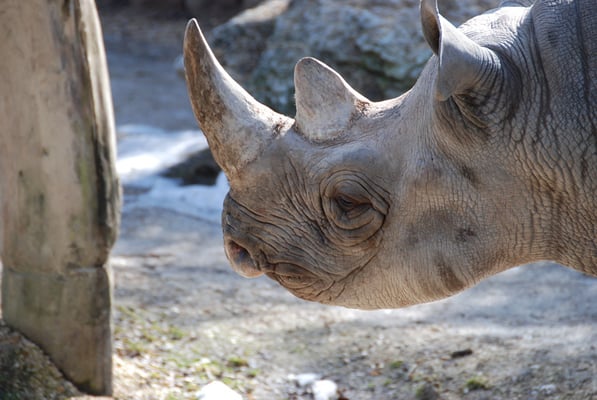 Nr. 6031 / 27.02.2012 / Zoo Zürich / 3872 x 2592 / JPG-Datei 