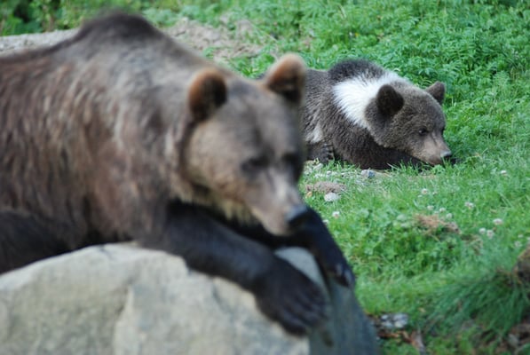 Nr. 6305 / 29.07.2009 / Tierpark Langenberg / 3872 x 2592 / JPG-Datei 