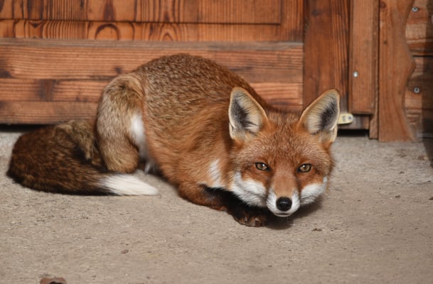 Woche 12, Tierpark Goldau, Fuchs