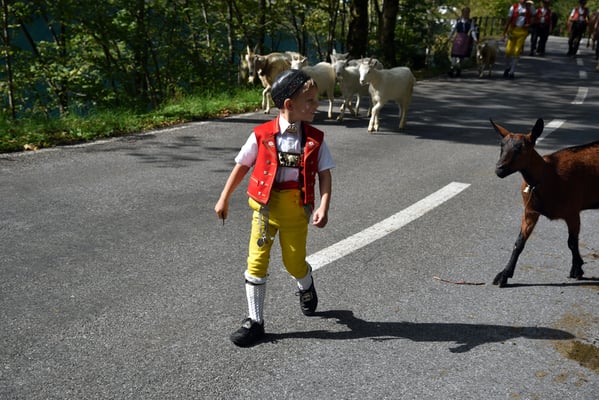 Nr. 236 / 2017 / Klöntalersee, Alpabzug 6016 x 4000 / JPG-Datei