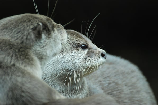 Nr. 6038 / 04.09.2011 / Zoo Zürich / 3872 x 2592 / JPG-Datei 