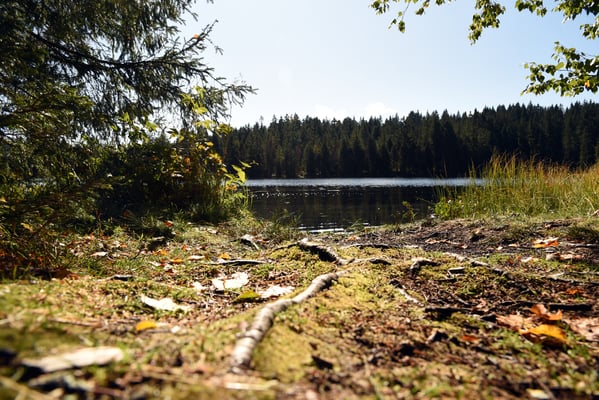 Nr. 311 / 2019 / Etang de la Gruère / 6016 x 4000 / JPG Datei